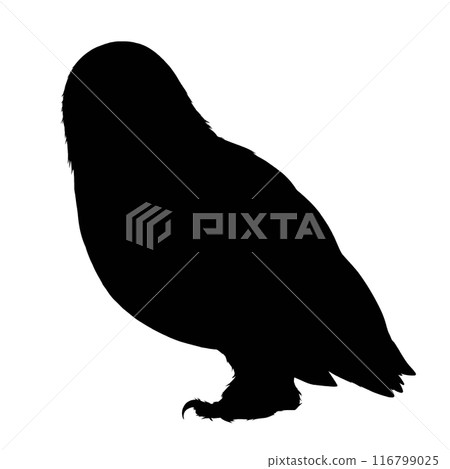 Owl silhouette illustration 116799025