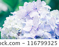 繡球 116799325