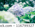 繡球 116799327
