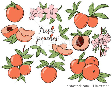 Collection of fresh peaches growing on branch with green leaves and flowers Collection of fresh peaches growing on branch with green leaves and flowers 116799546