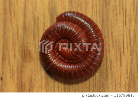 Millipede on a wooden background, closeup of photo. Millipede on a wooden background, closeup of photo. 116799613