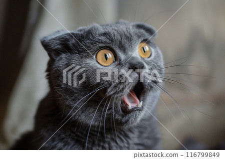 弗萊門反應、蘇格蘭折耳貓 弗萊門反應、蘇格蘭折耳貓 116799849