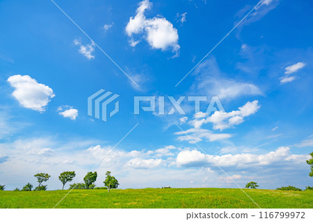 夏天藍天和草甸 116799972