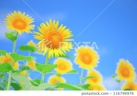 清爽的夏日風景:向日葵與藍天,夏日形象 清爽的夏日風景:向日葵與藍天,夏日形象 116799976