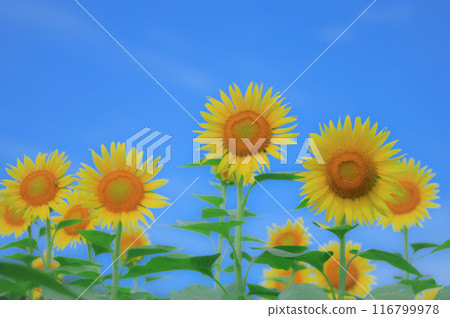 清爽的夏日風景:向日葵與藍天,夏日形象 清爽的夏日風景:向日葵與藍天,夏日形象 116799978