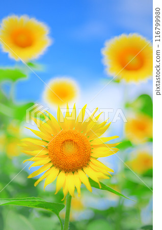 清爽的夏日風景：向日葵與藍天，夏日形象 116799980