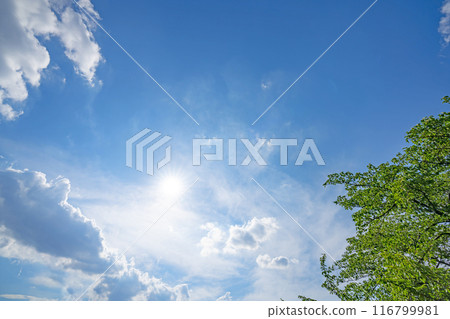 夏天的雲、樹木和陽光 夏天的雲、樹木和陽光 116799981