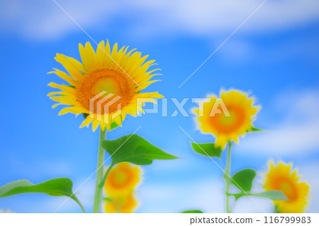 Refreshing summer scenery: Sunflowers and blue sky Summer image Refreshing summer scenery: Sunflowers and blue sky Summer image 116799983