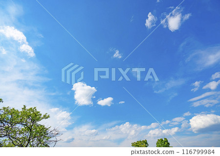 Summer clouds and trees Summer clouds and trees 116799984