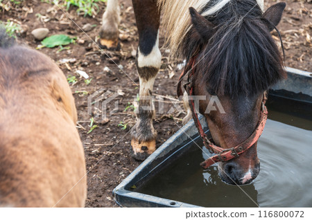 服部農場:小馬飲用水 服部農場:小馬飲用水 116800072