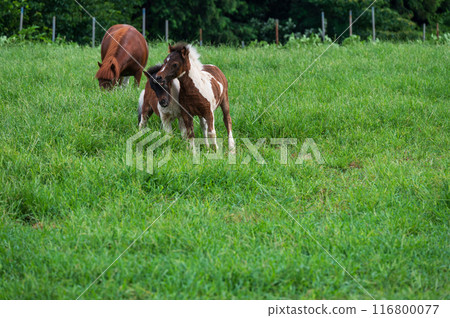 Hattori Ranch, Horse Grazing, Pony, Foal Hattori Ranch, Horse Grazing, Pony, Foal 116800077