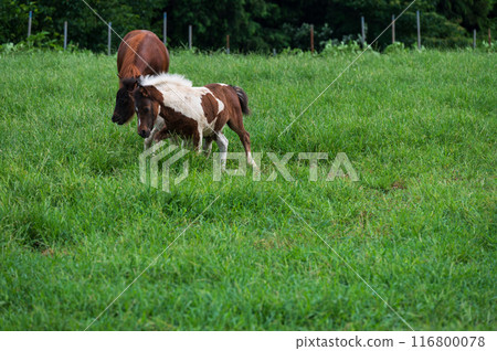 Hattori Ranch, Horse Grazing, Pony, Foal Hattori Ranch, Horse Grazing, Pony, Foal 116800078