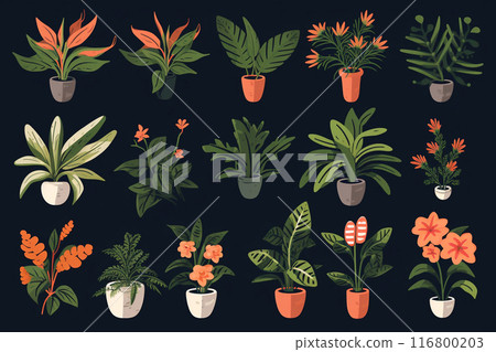 A set of different indoor plants. Flower pots in pots. A set of different indoor plants. Flower pots in pots. 116800203