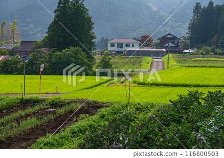 Rural scenery, Japanese traditional scenery, countryside Rural scenery, Japanese traditional scenery, countryside 116800503