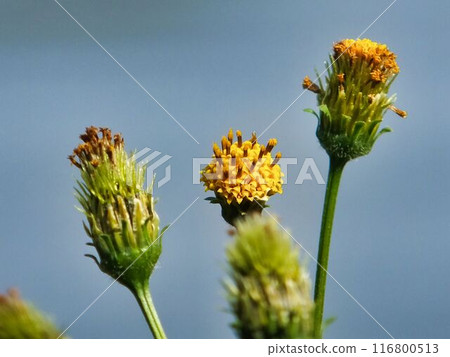 Yellow flowers of the chickweed Yellow flowers of the chickweed 116800513