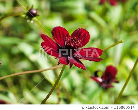 Chocolate cosmos red-brown flower Chocolate cosmos red-brown flower 116800514