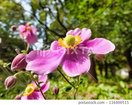 Pale purple flowers of anemone Pale purple flowers of anemone 116800515