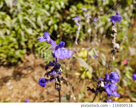 Germander sage blue flowers Germander sage blue flowers 116800516