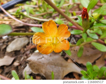 Orange flowers of purslane Orange flowers of purslane 116800517