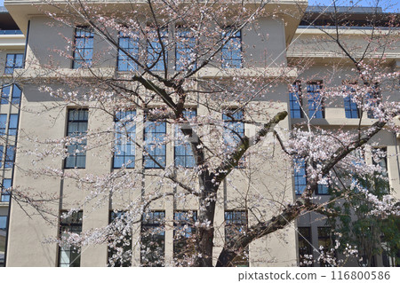 Former Rissei Elementary School building and cherry blossom trees 116800586