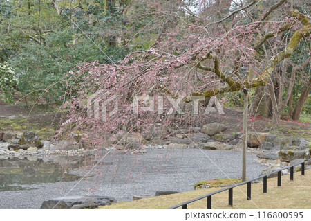 Kyoto guard's Konoe cherry tree 116800595