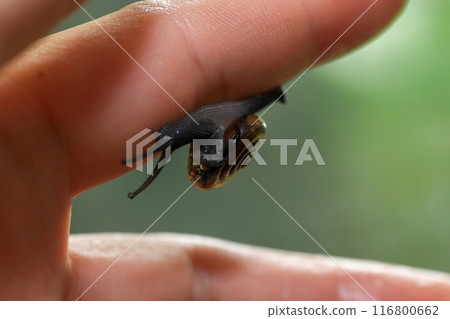 Snail crawling on human finger. Close up of snail in hand Snail crawling on human finger. Close up of snail in hand 116800662