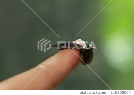 Snail crawling on human finger. Close up of snail in hand 116800664