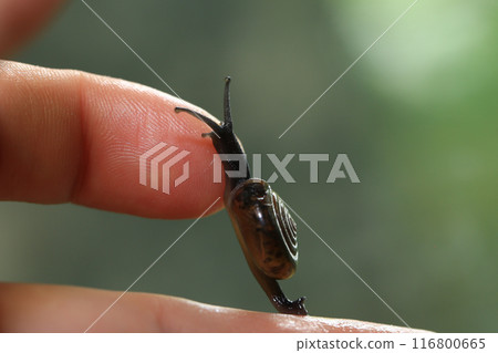 Snail crawling on human finger. Close up of snail in hand 116800665