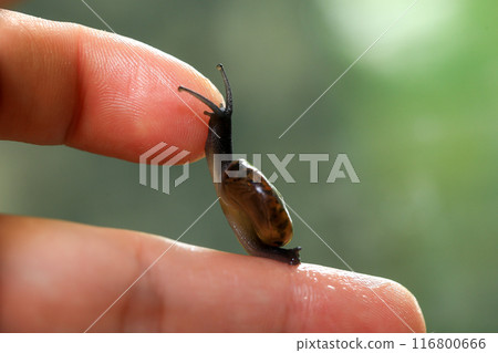 Snail crawling on human finger. Close up of snail in hand 116800666