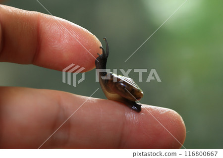 Snail crawling on human finger. Close up of snail in hand 116800667