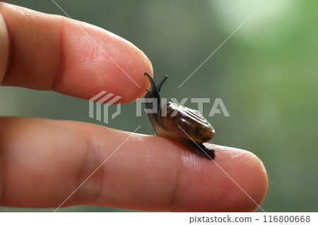 Snail crawling on human finger. Close up of snail in hand 116800668
