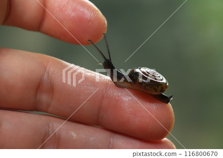 Snail crawling on human finger. Close up of snail in hand Snail crawling on human finger. Close up of snail in hand 116800670