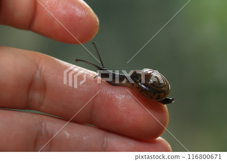 Snail crawling on human finger. Close up of snail in hand Snail crawling on human finger. Close up of snail in hand 116800671