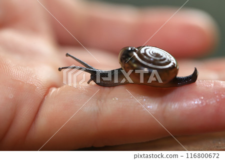 Snail crawling on human finger. Close up of snail in hand Snail crawling on human finger. Close up of snail in hand 116800672