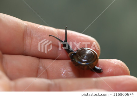 Snail crawling on human finger. Close up of snail in hand 116800674