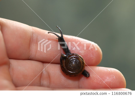 Snail crawling on human finger. Close up of snail in hand 116800676