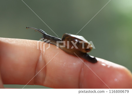 Snail crawling on human finger. Close up of snail in hand 116800679
