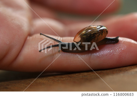 Snail crawling on human finger. Close up of snail in hand Snail crawling on human finger. Close up of snail in hand 116800683