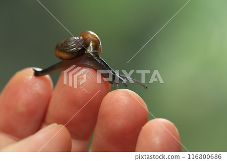 Snail crawling on human finger. Close up of snail in hand Snail crawling on human finger. Close up of snail in hand 116800686