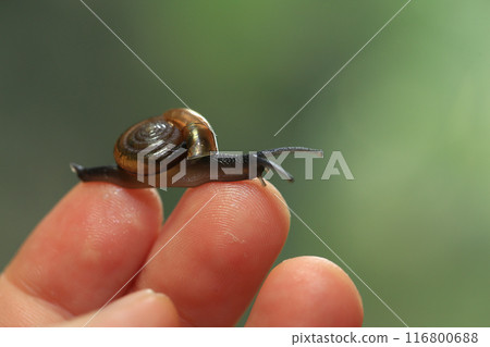 Snail crawling on human finger. Close up of snail in hand 116800688