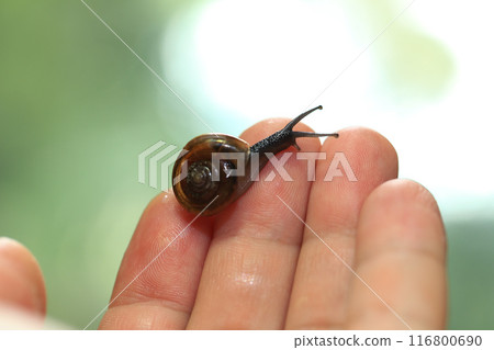 Snail crawling on human finger. Close up of snail in hand Snail crawling on human finger. Close up of snail in hand 116800690