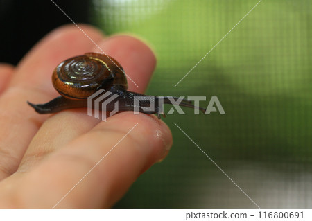 Snail crawling on human finger. Close up of snail in hand Snail crawling on human finger. Close up of snail in hand 116800691