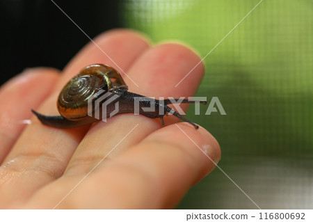 Snail crawling on human finger. Close up of snail in hand Snail crawling on human finger. Close up of snail in hand 116800692