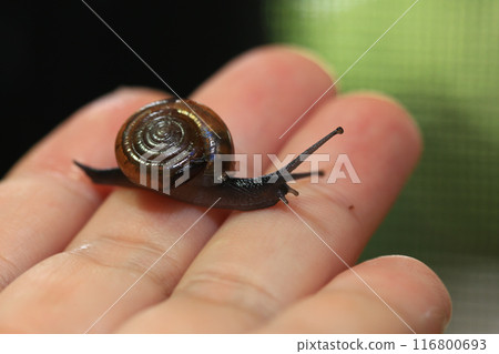 Snail crawling on human finger. Close up of snail in hand 116800693