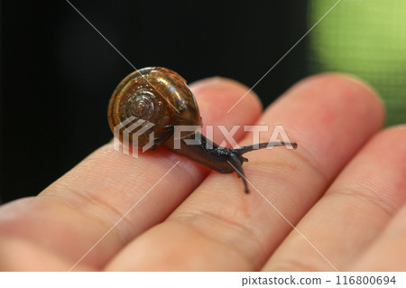 Snail crawling on human finger. Close up of snail in hand 116800694