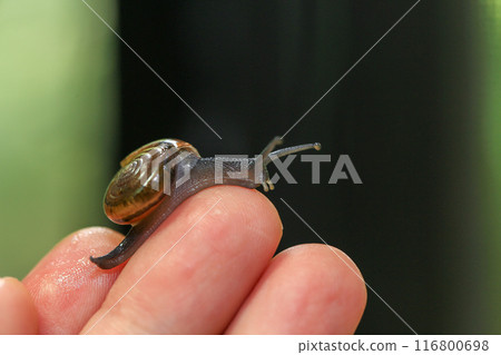 Snail crawling on human finger. Close up of snail in hand Snail crawling on human finger. Close up of snail in hand 116800698