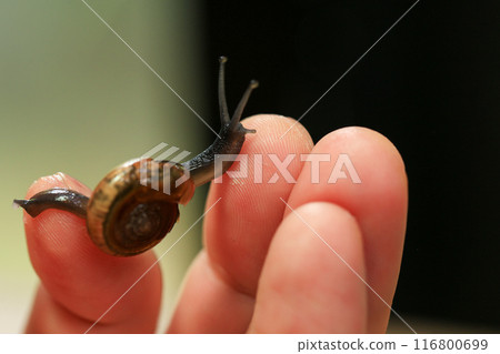 Snail crawling on human finger. Close up of snail in hand 116800699