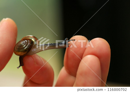 Snail crawling on human finger. Close up of snail in hand Snail crawling on human finger. Close up of snail in hand 116800702