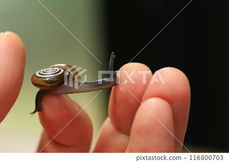 Snail crawling on human finger. Close up of snail in hand 116800703