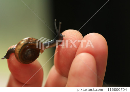 Snail crawling on human finger. Close up of snail in hand Snail crawling on human finger. Close up of snail in hand 116800704